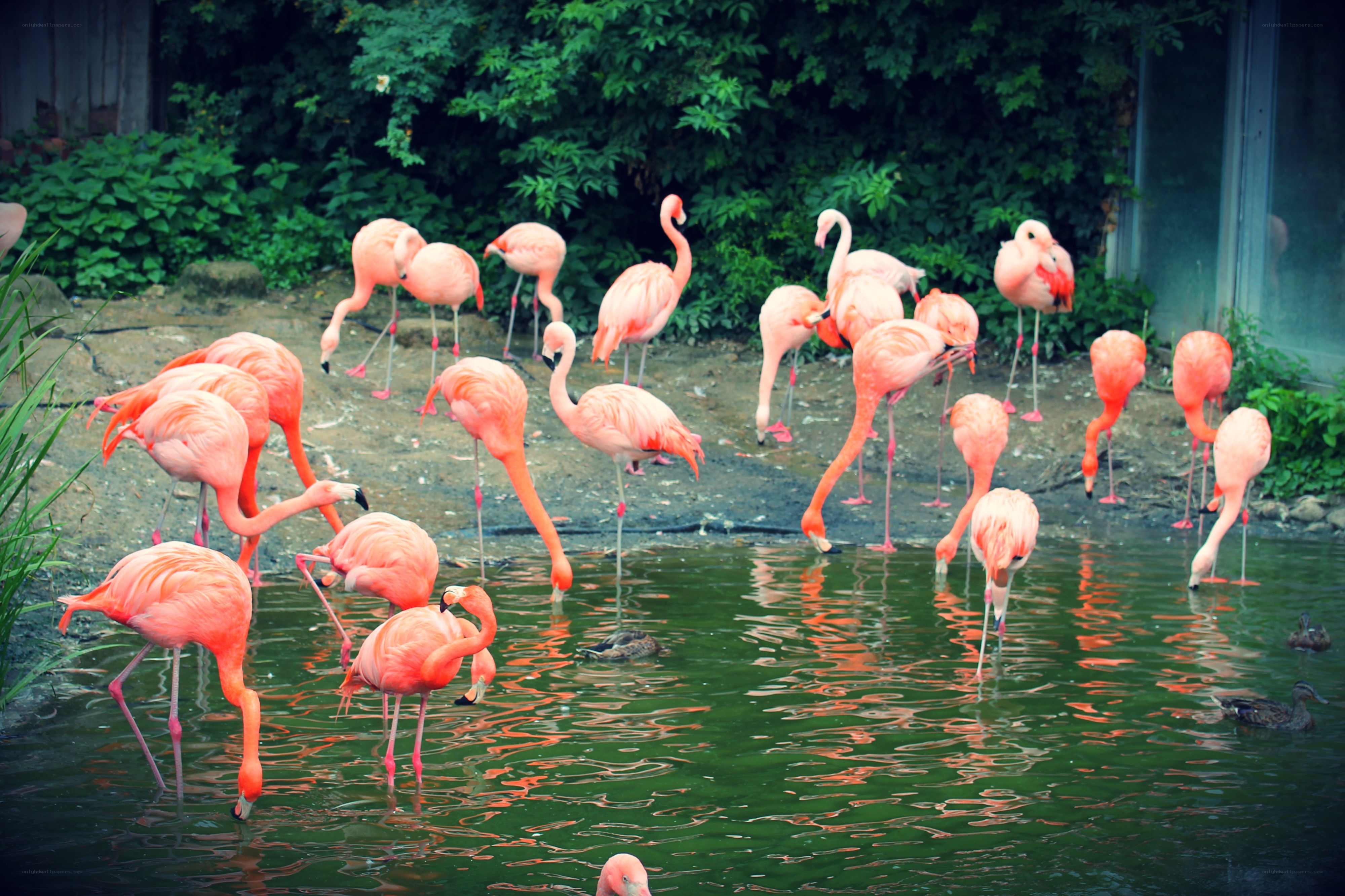 flamingos in a pond