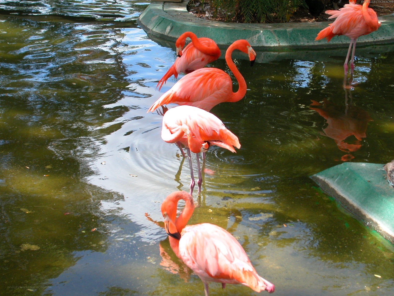 Flamingos in a pond