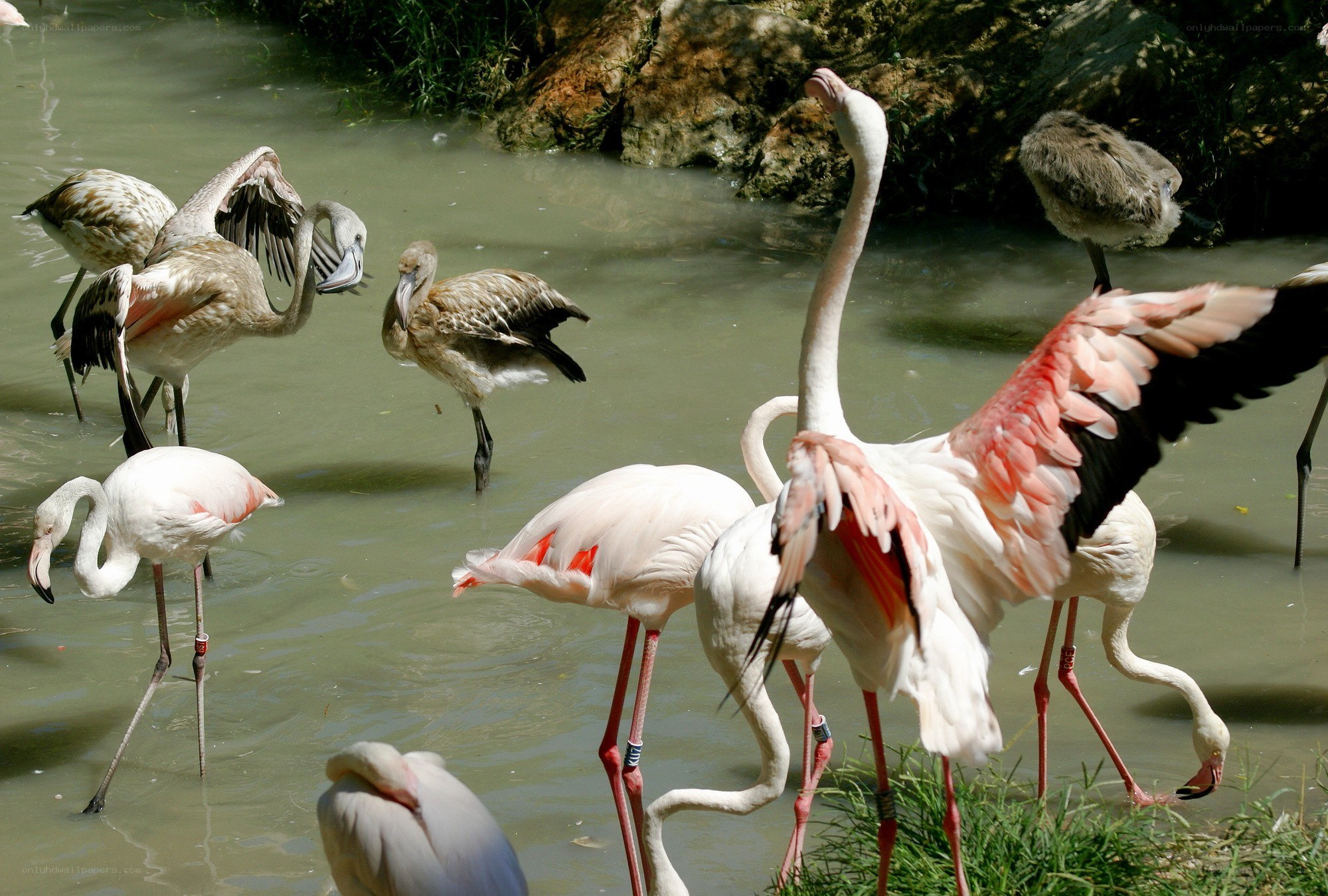 Flamingos in a pond