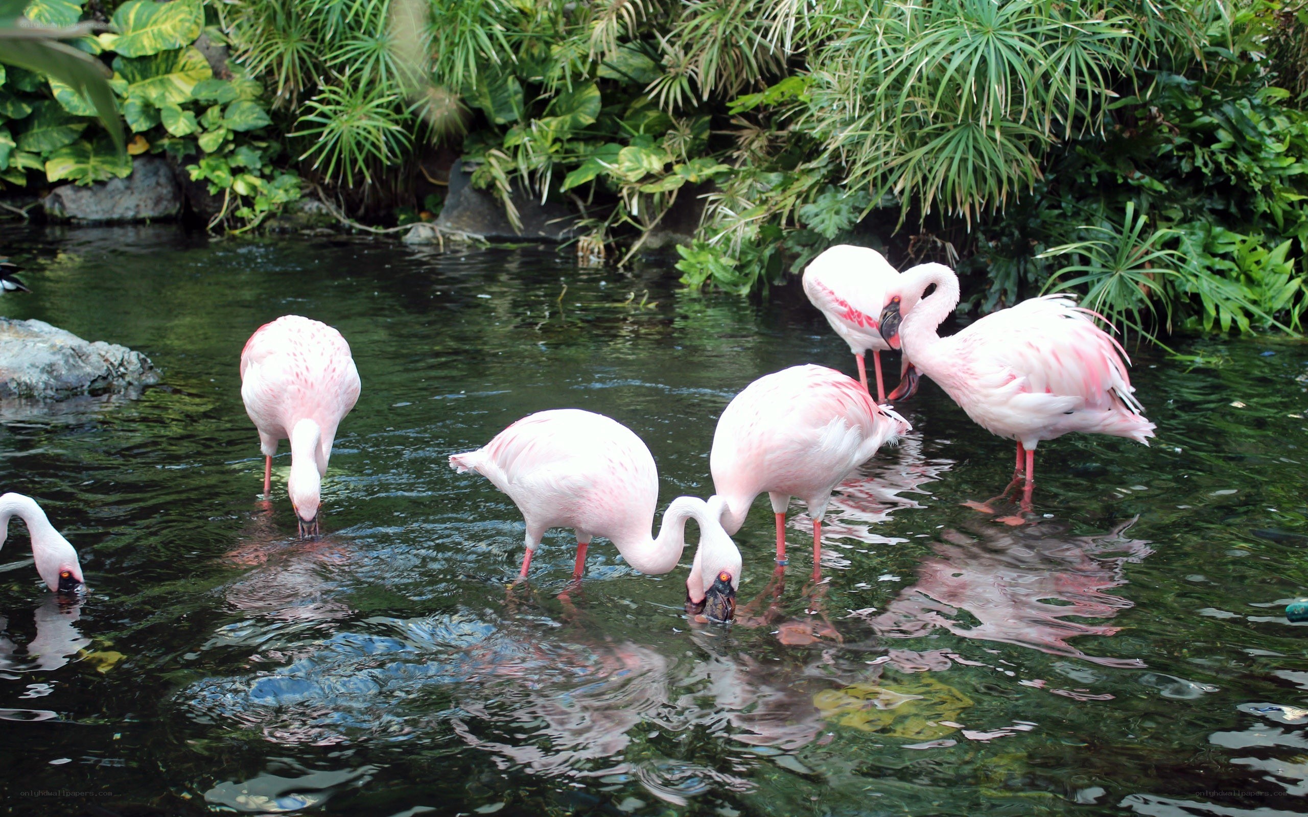 flamingos in a pond