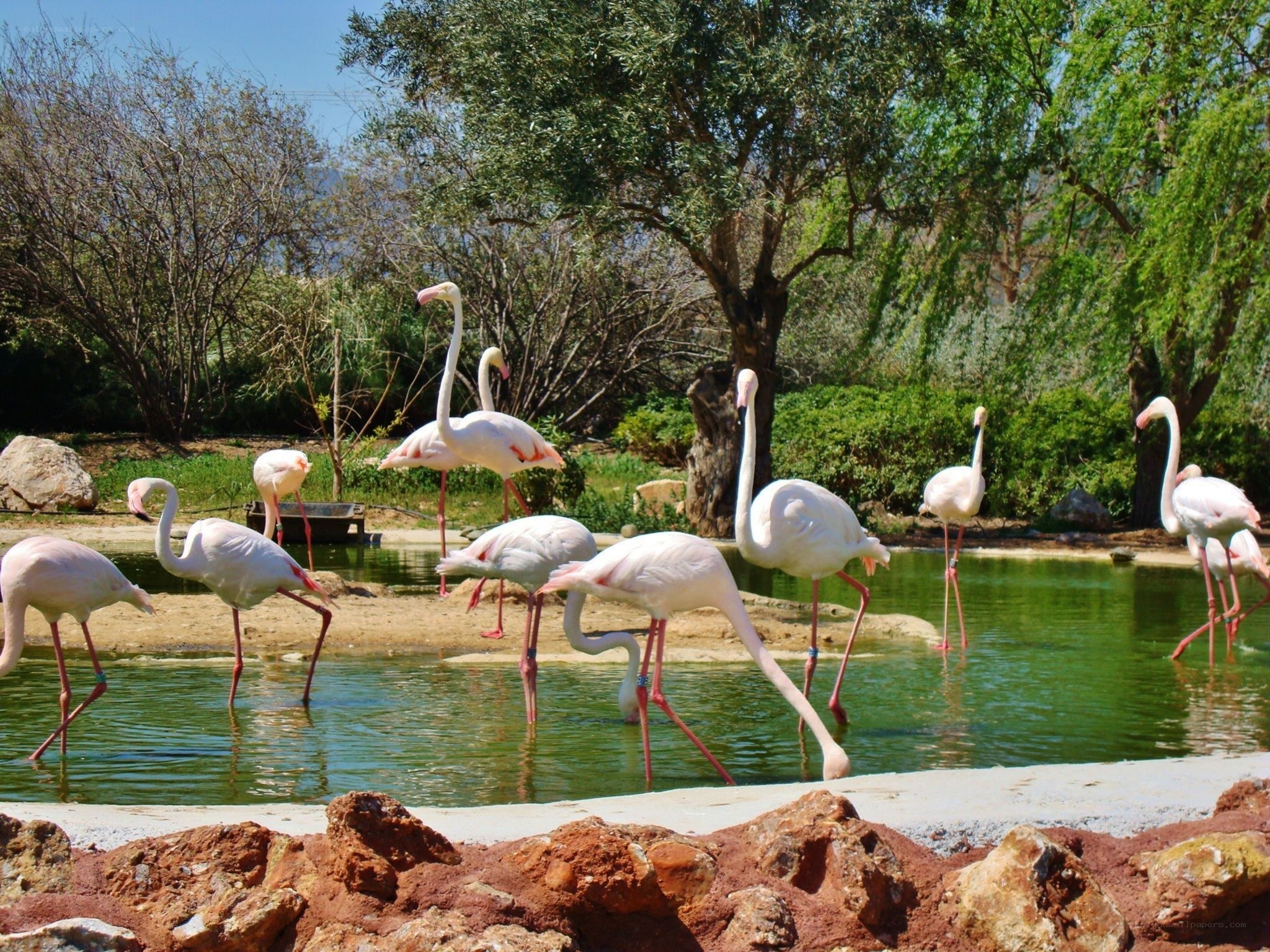 flamingos in a pond