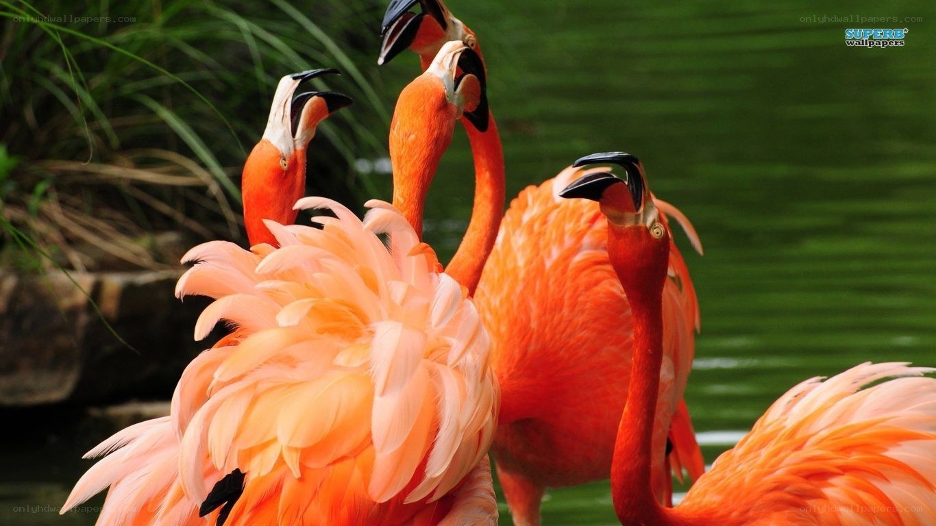 flamingos in a pond