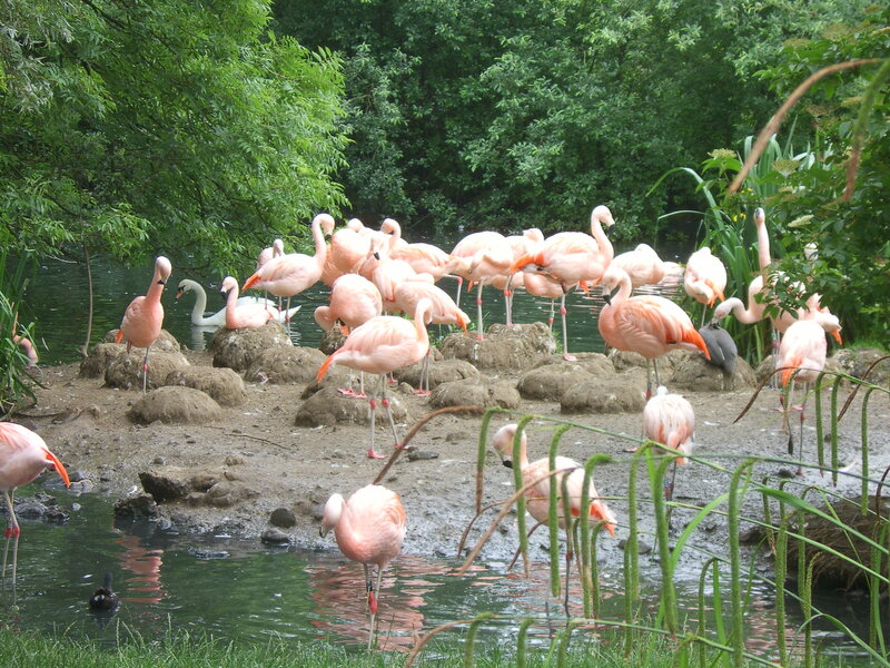 flamingos in a pond