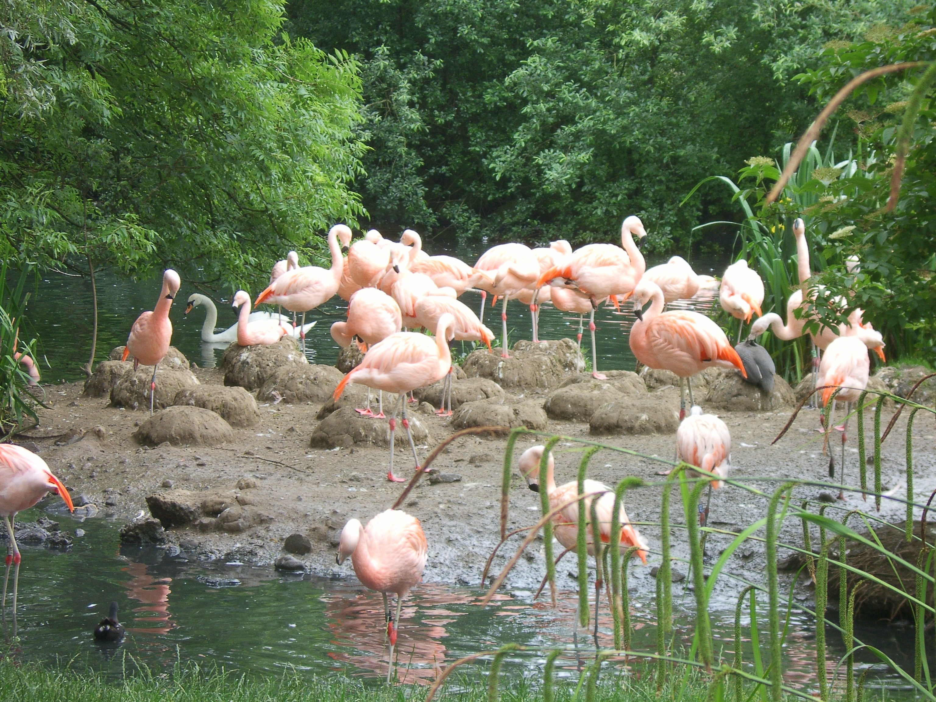 flamingos in a pond