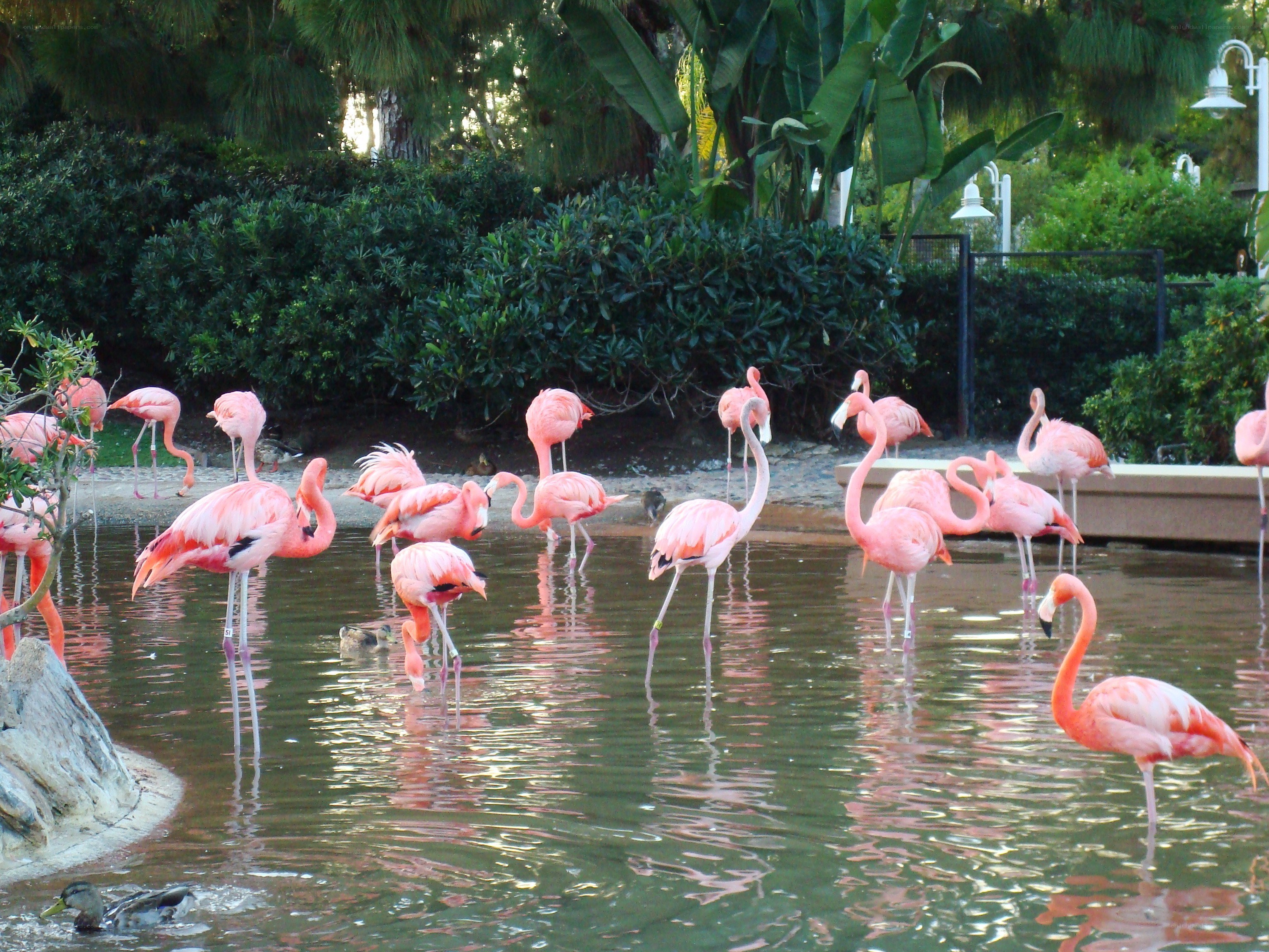 Flamingos in a pond