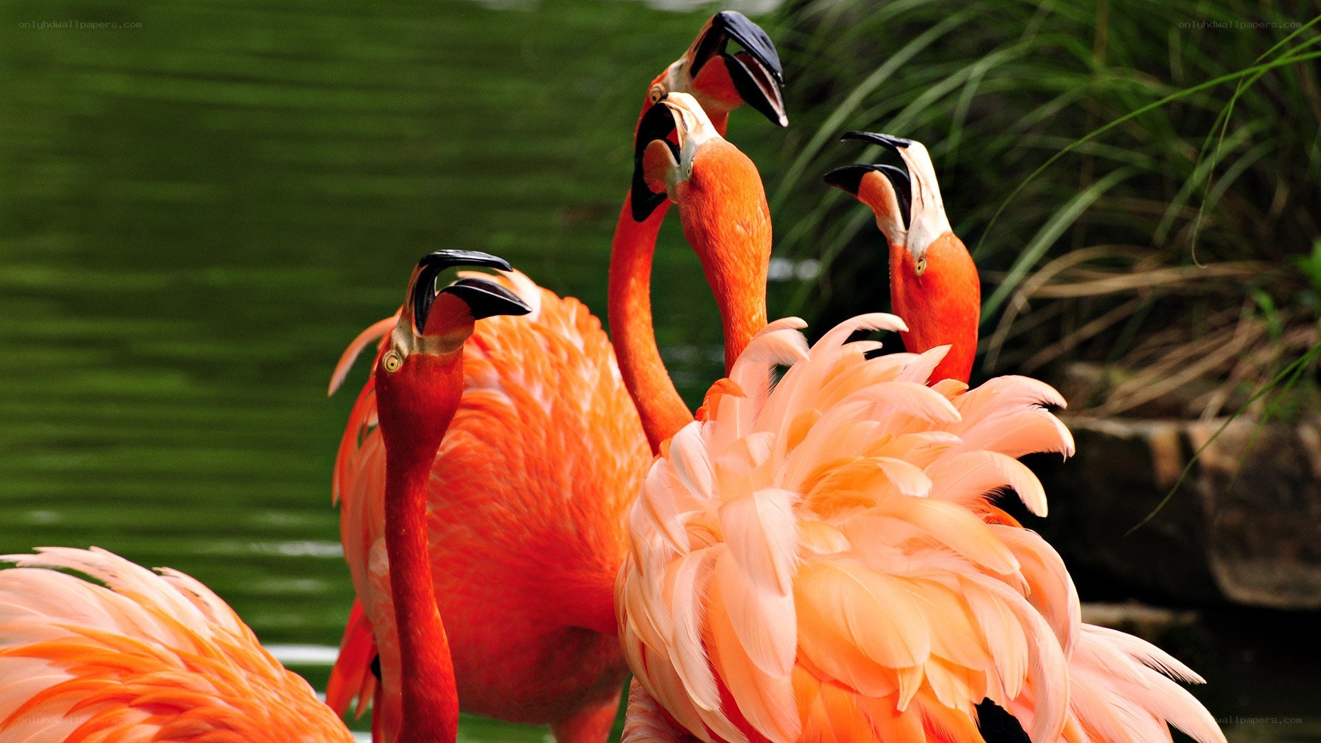 flamingos in a pond