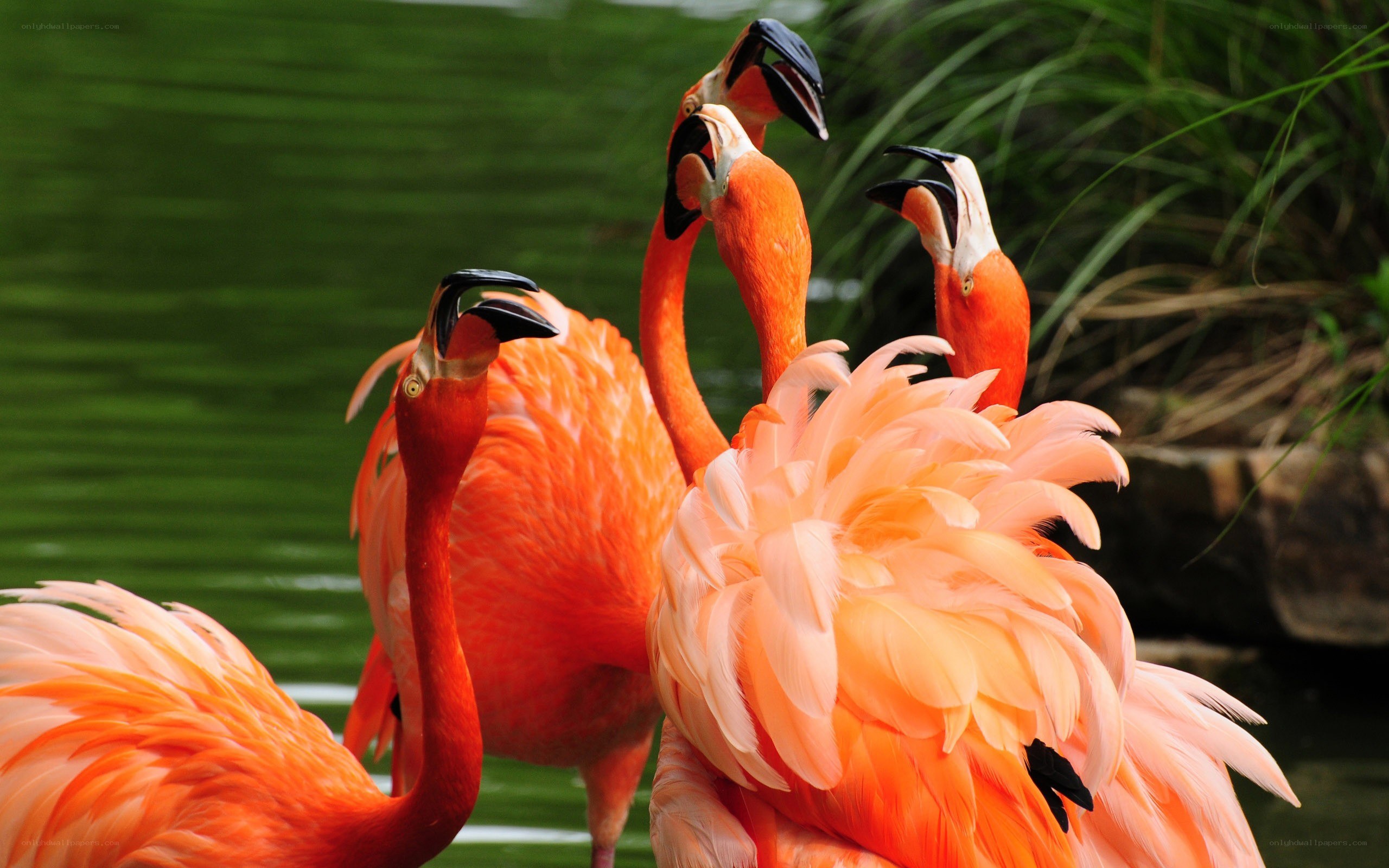 flamingos in a pond