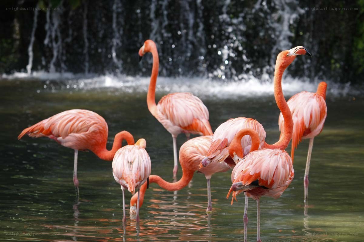 flamingos in a pond