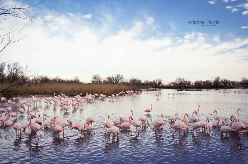 Flamingos in a Pond — Blue