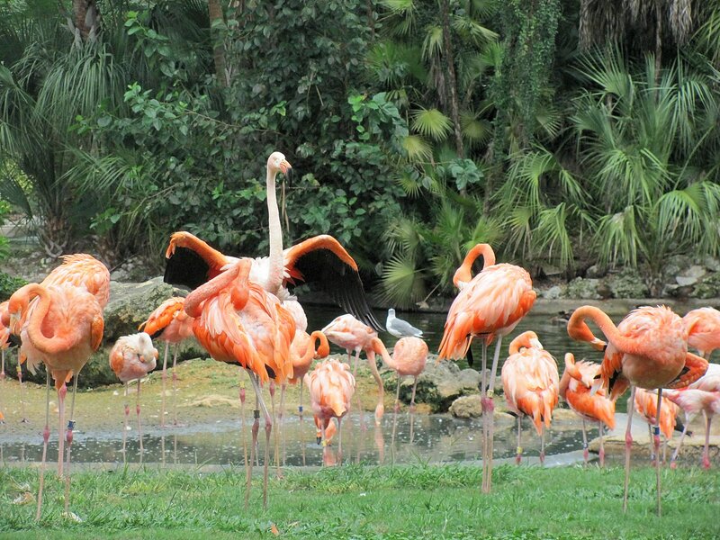 Flamingos in a Pond — Pink