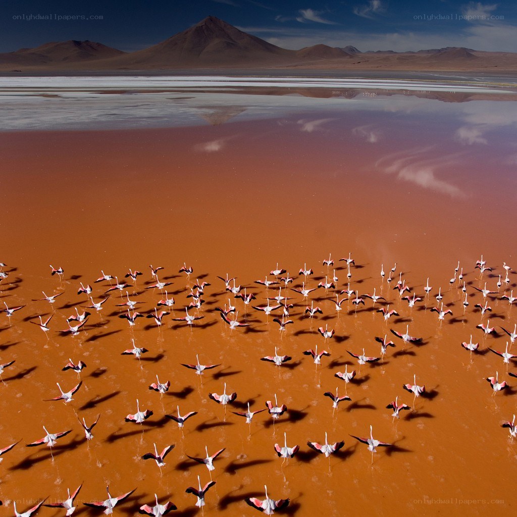 Flamingos in a red lake