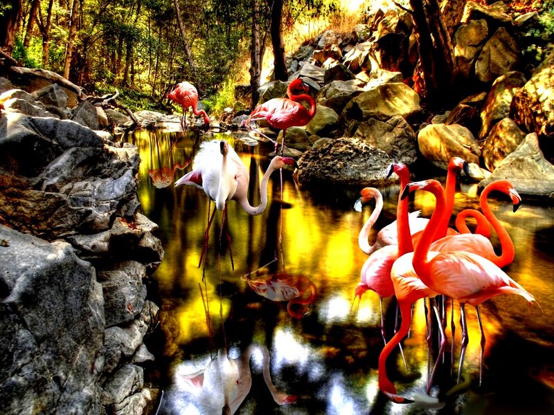 Flamingos in a Stream