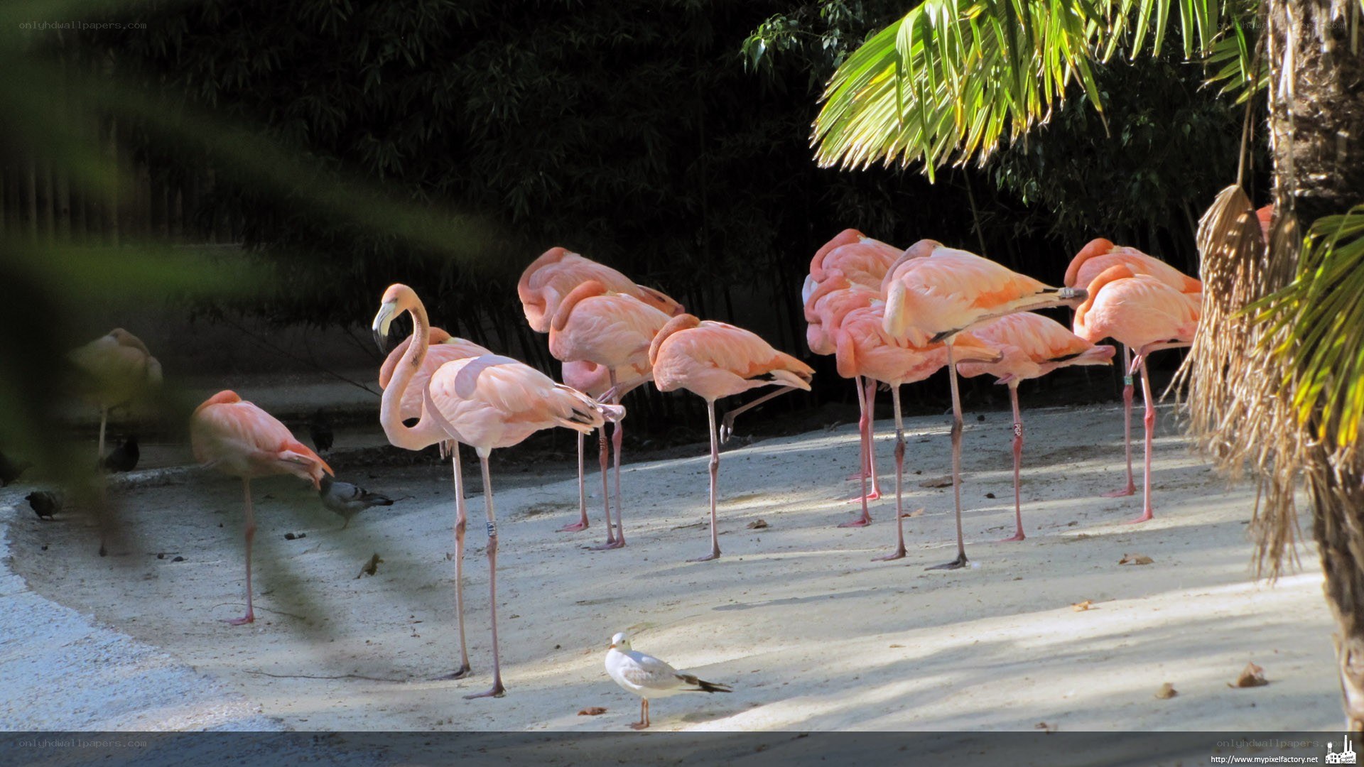 flamingos in a sunny enclosure