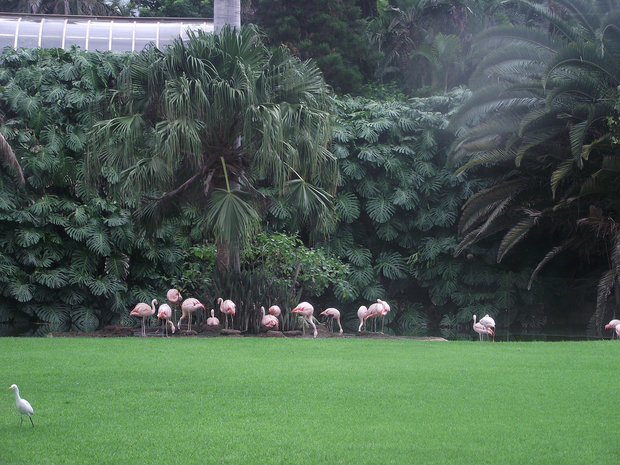Flamingos in a tropical enclosure