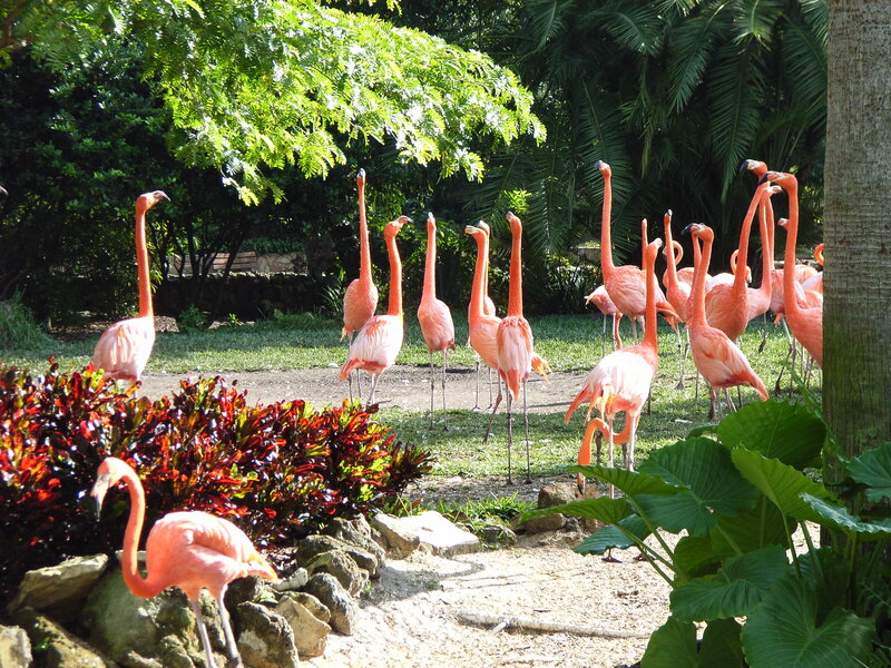 Flamingos in a tropical garden