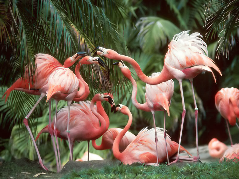 Flamingos in a tropical setting