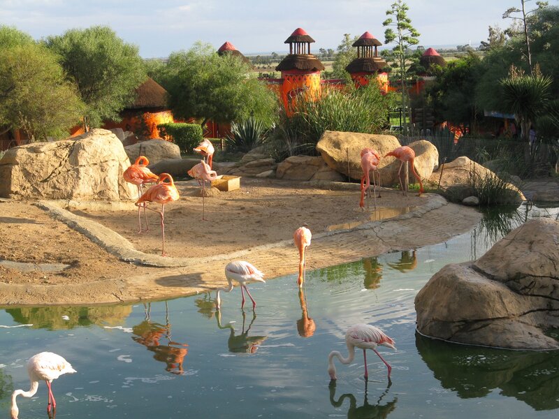 Flamingos in a zoo enclosure