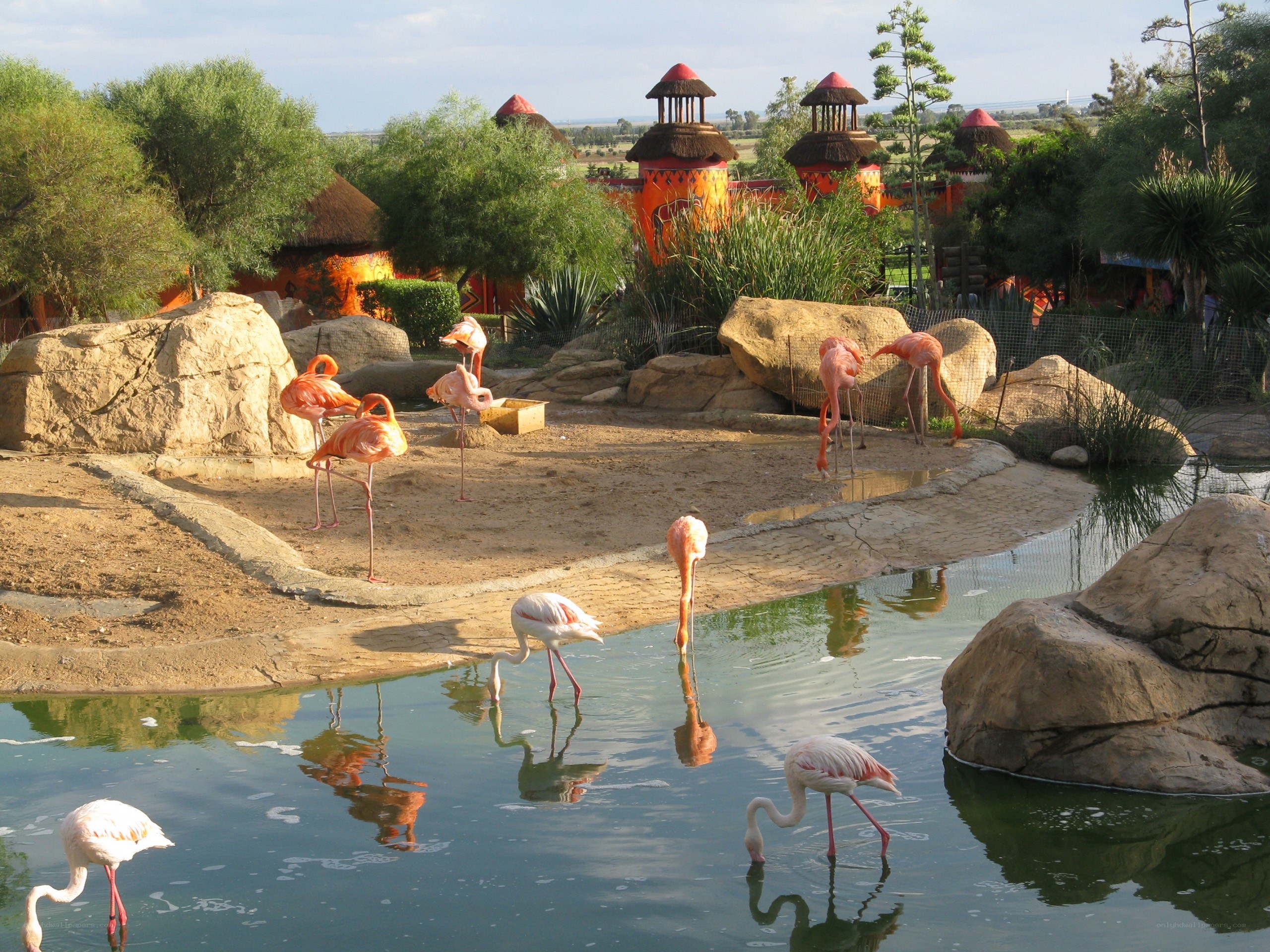 Flamingos in a zoo enclosure