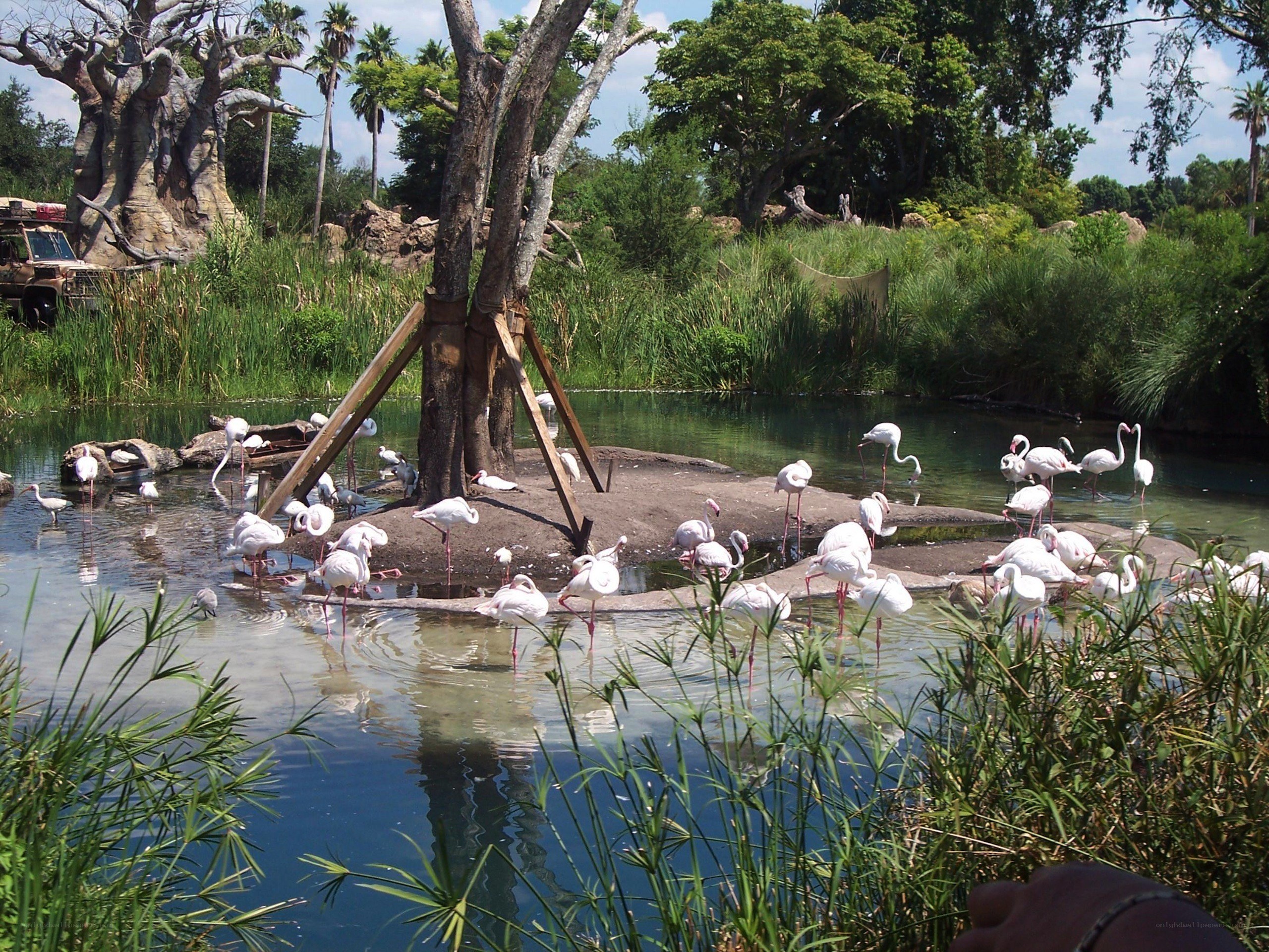 Flamingos in a zoo enclosure