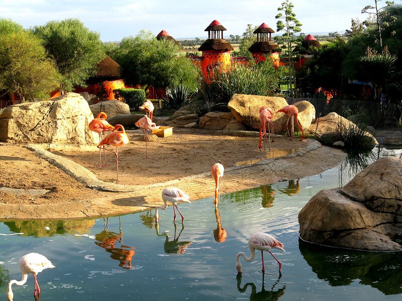 Flamingos in a zoo enclosure