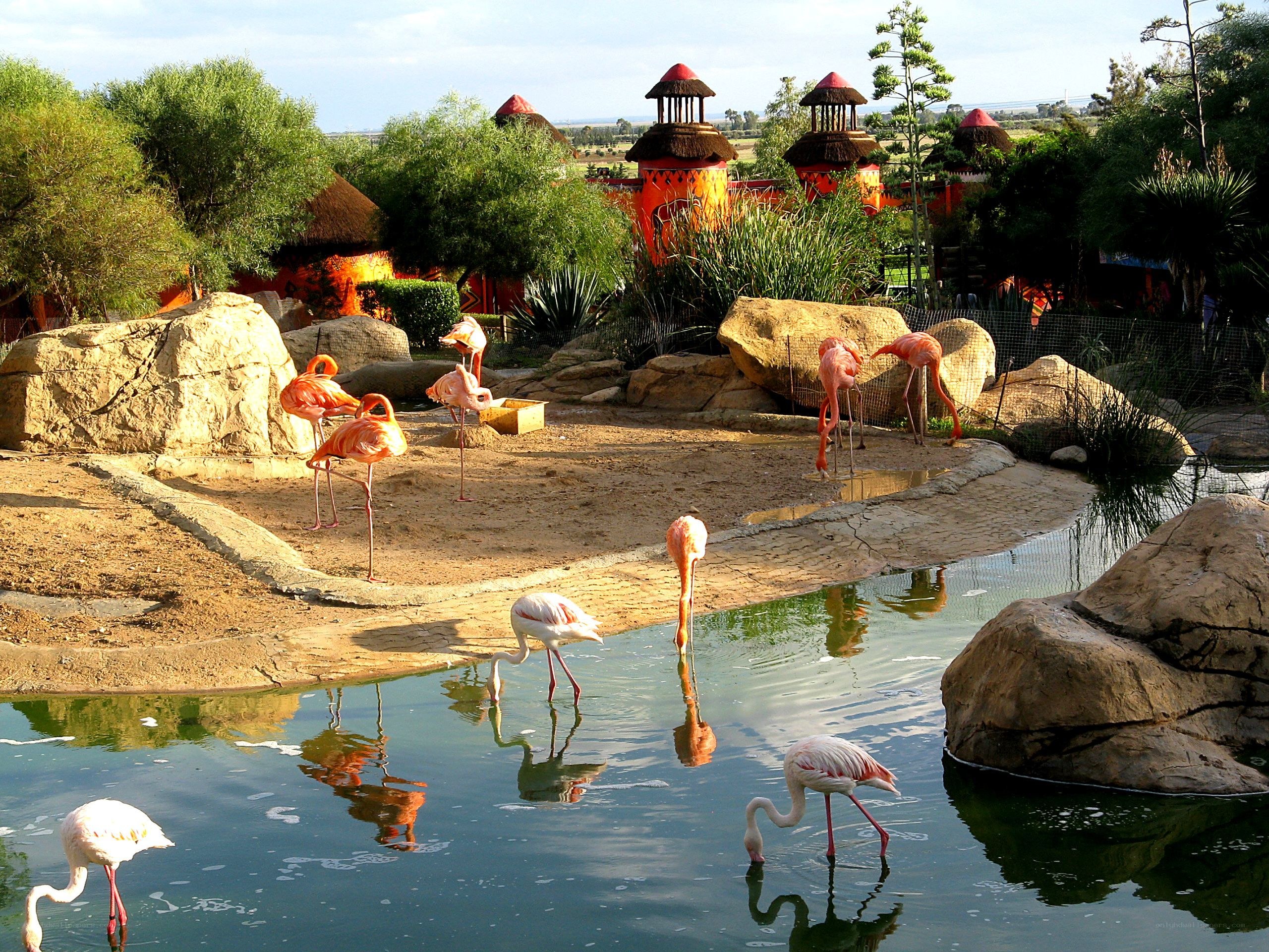 Flamingos in a zoo enclosure