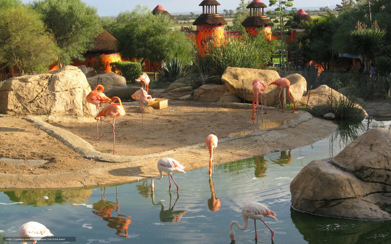 Flamingos in a zoo enclosure