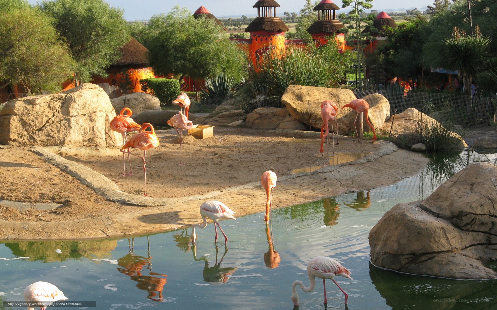 Flamingos in a zoo enclosure