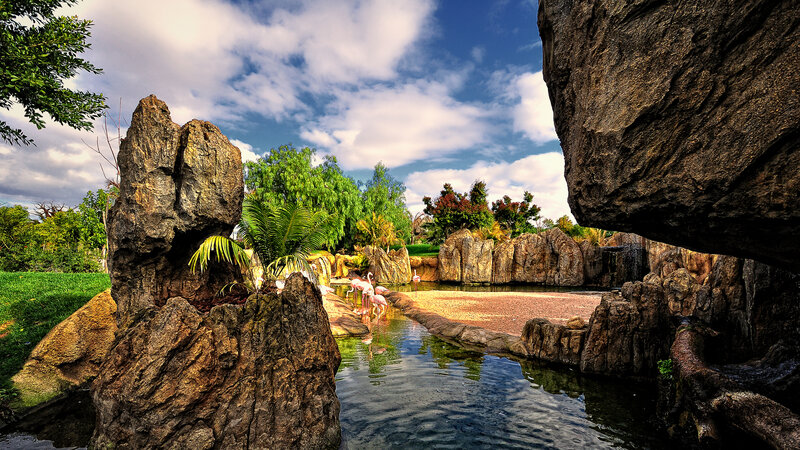 Flamingos in Enclosure — Blue