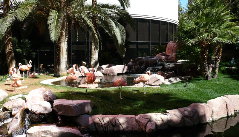 Flamingos in Enclosure — Green