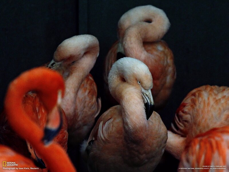 Flamingos in Enclosure — Pink, Dramatic