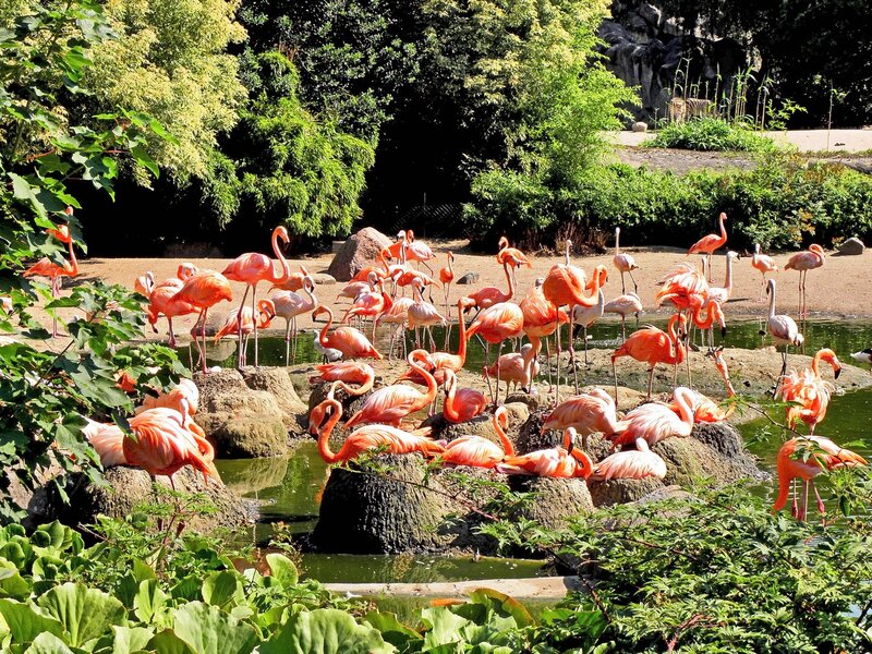 Flamingos in Enclosure — Pink, Natural