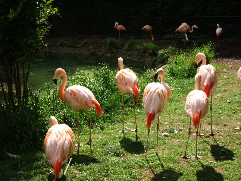 Flamingos in Enclosure — Pink