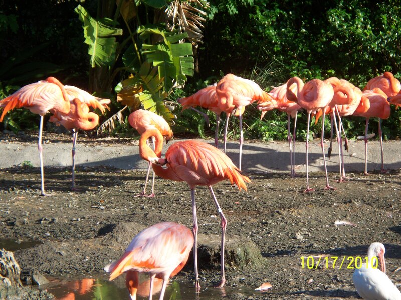Flamingos in Enclosure