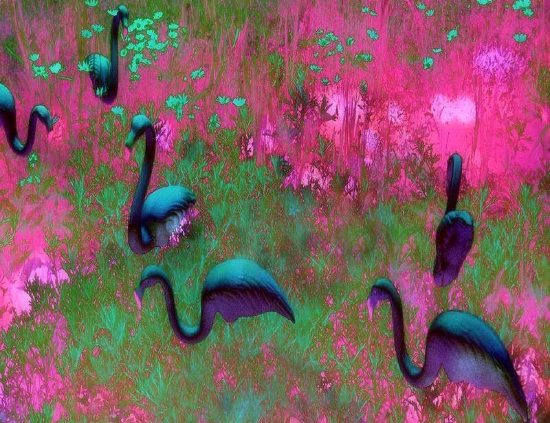 Flamingos in Field