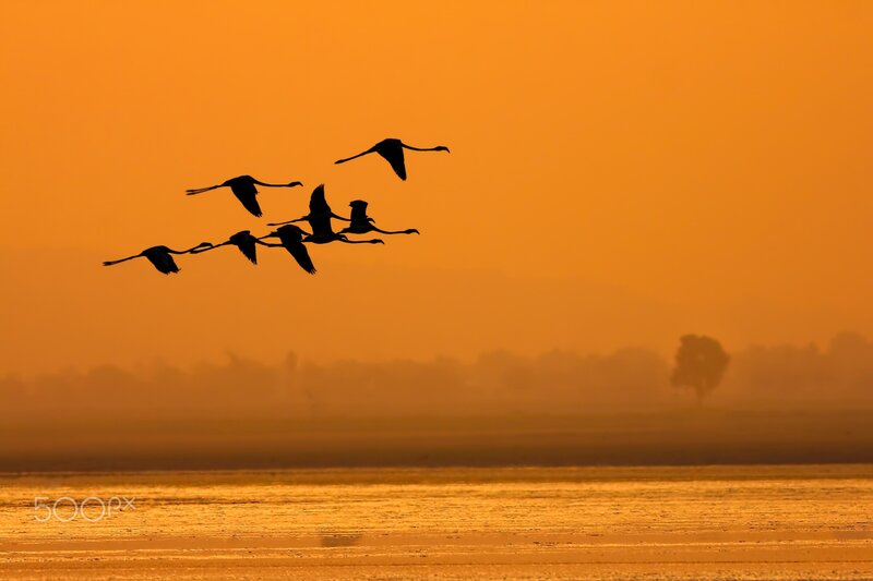 Flamingos in Flight — Orange