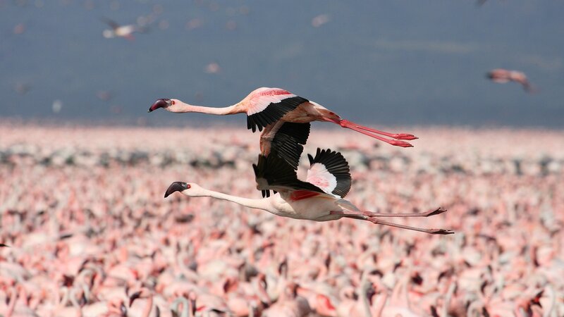 Flamingos in flight over a flock