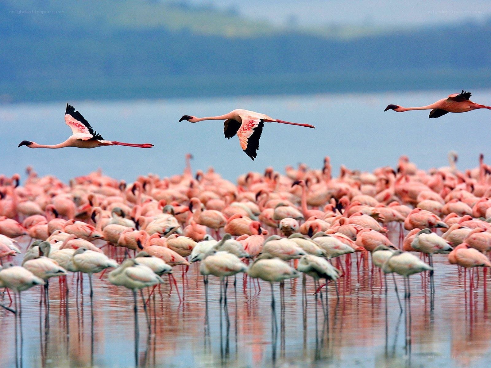 Flamingos in flight over a lake