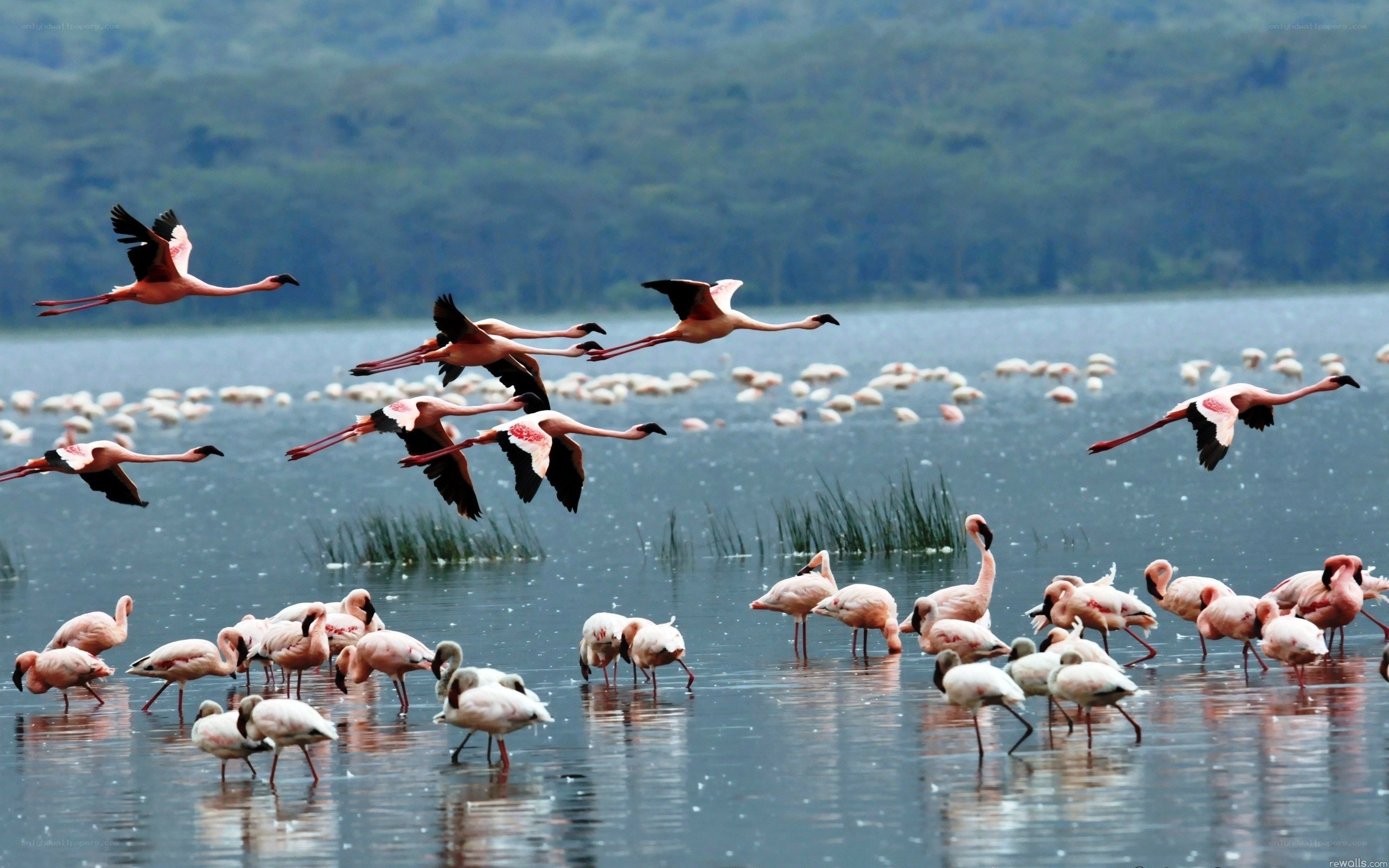 Flamingos in flight over a lake