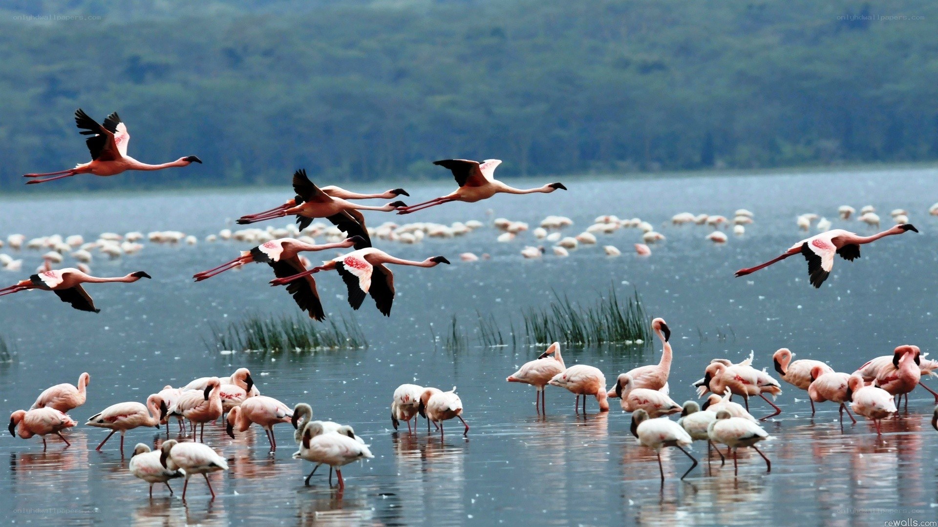 Flamingos in flight over a lake