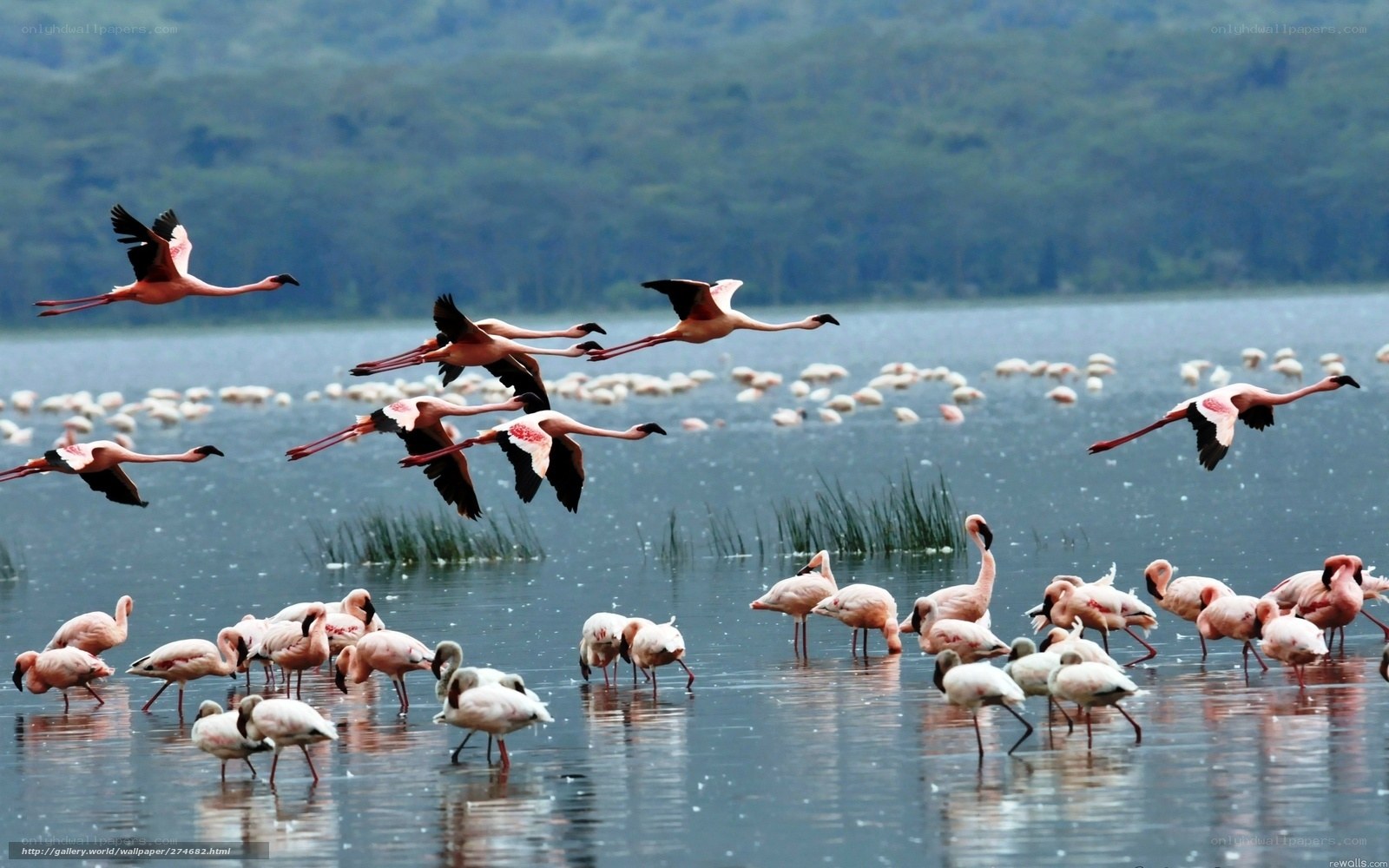 Flamingos in flight over a lake
