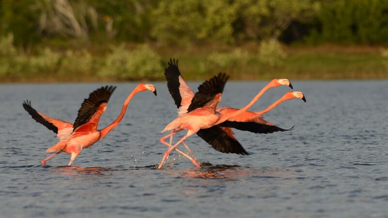 Flamingos in Flight — Pink, Dynamic, Sunset