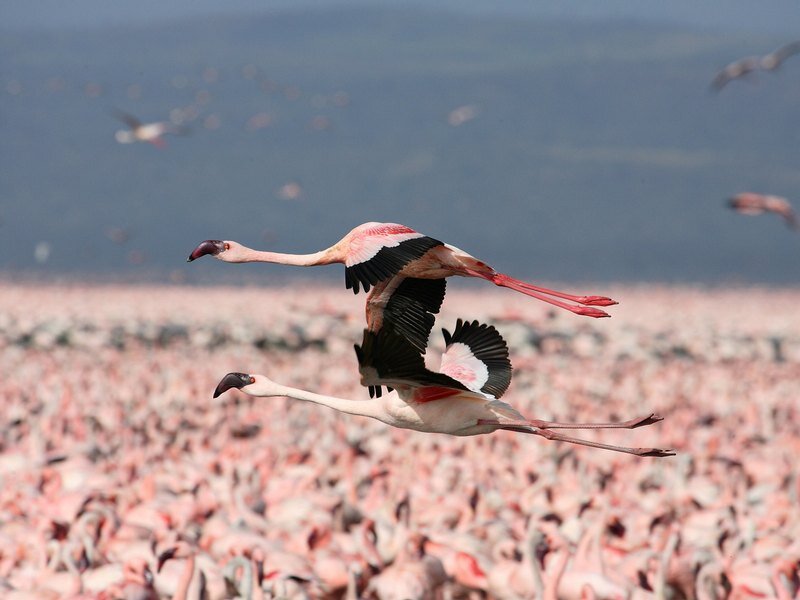 Flamingos in Flight — Pink, Dynamic
