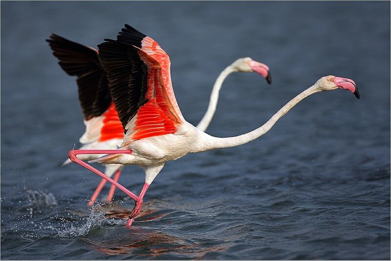 Flamingos in Flight — Pink