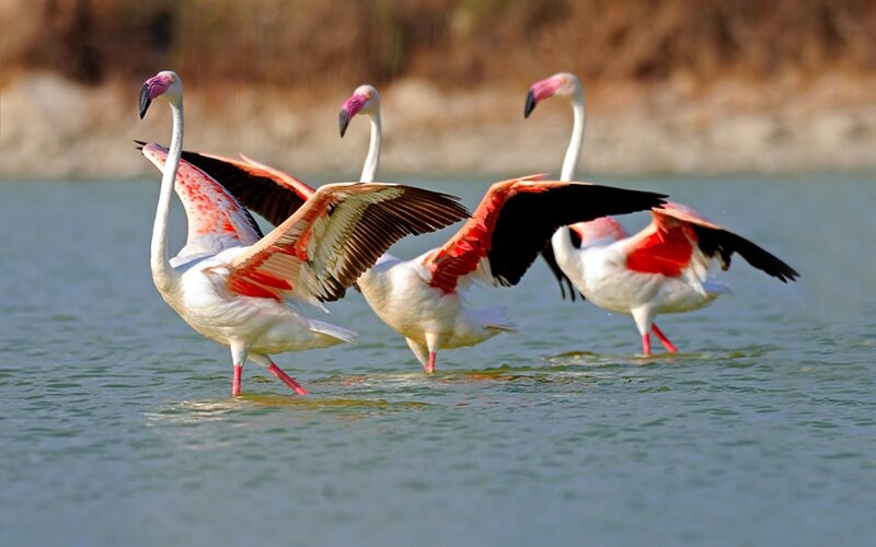 flamingos in flight