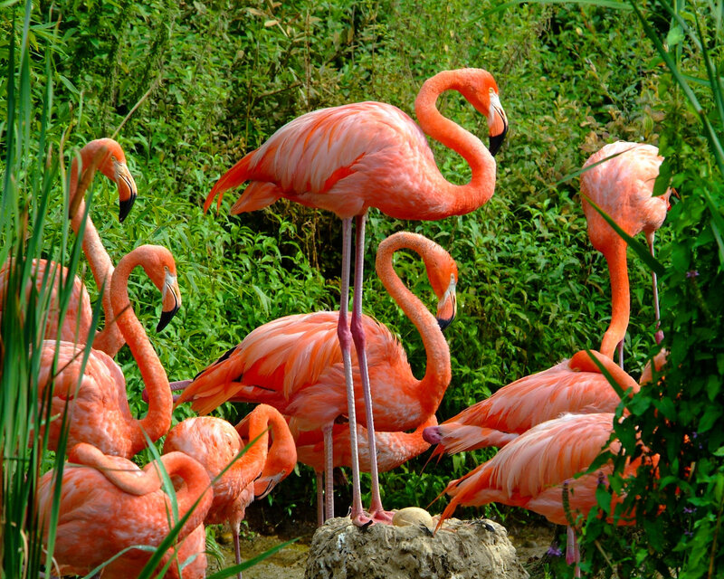 Flamingos in Green Foliage
