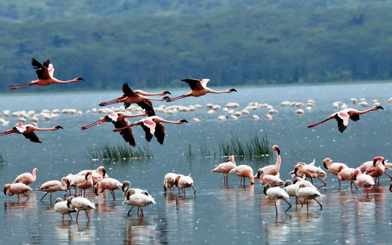 Flamingos in Lake
