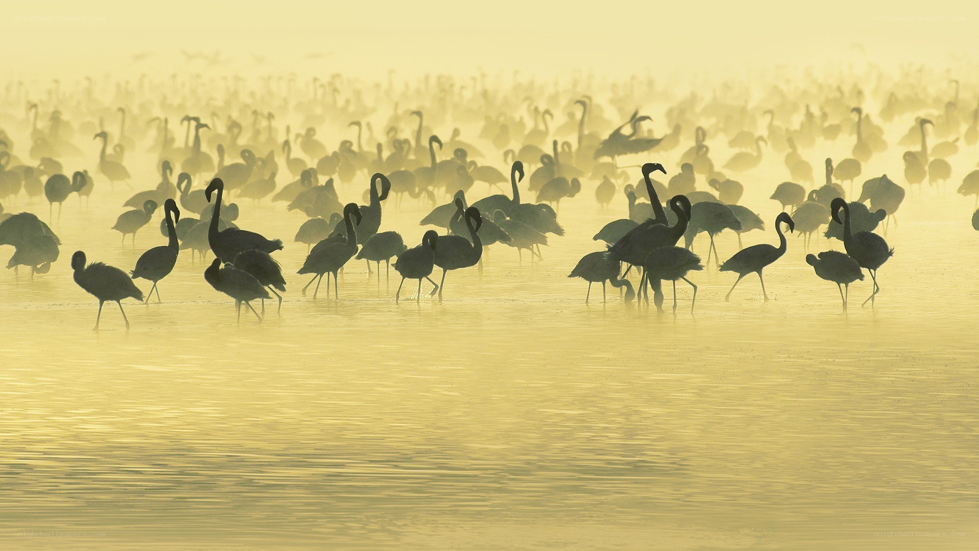 flamingos in misty water