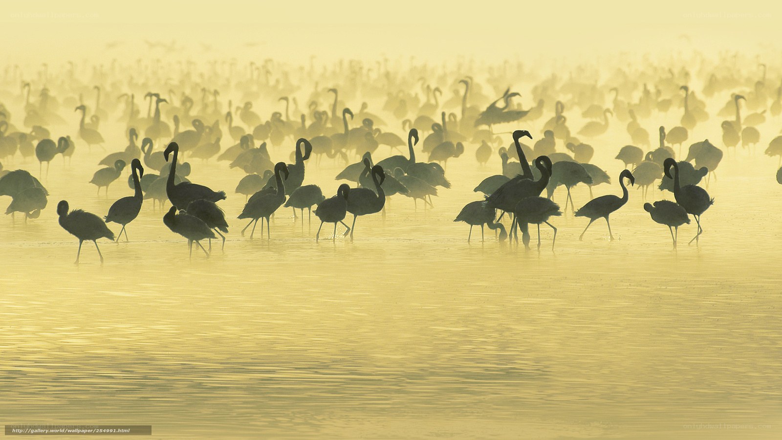 flamingos in misty water