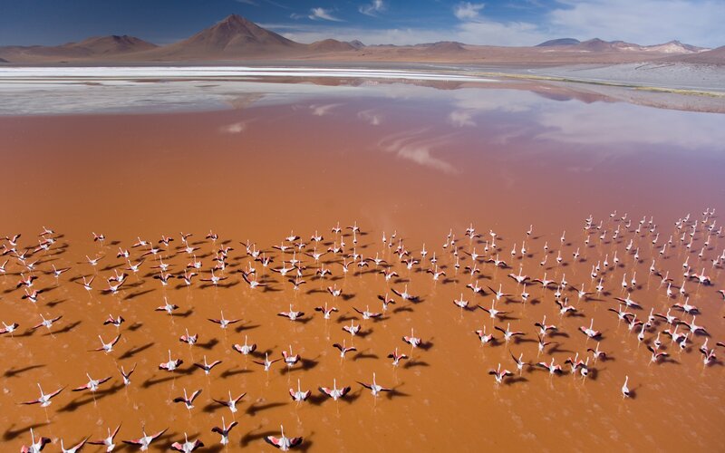 Flamingos in Pink Lake — Serene, Afternoon