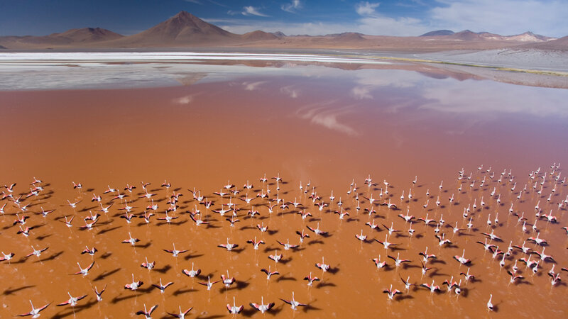 Flamingos in Pink Lake